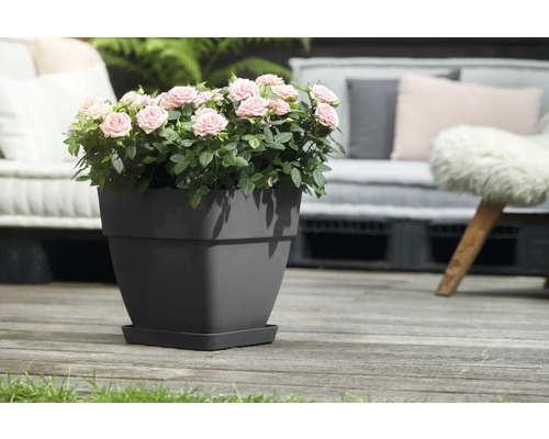 Rozen in een grijze plantenpot op een terras