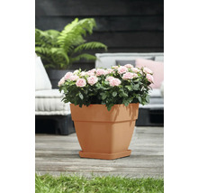 Miniatuurrozen in een plantenpot op een terras