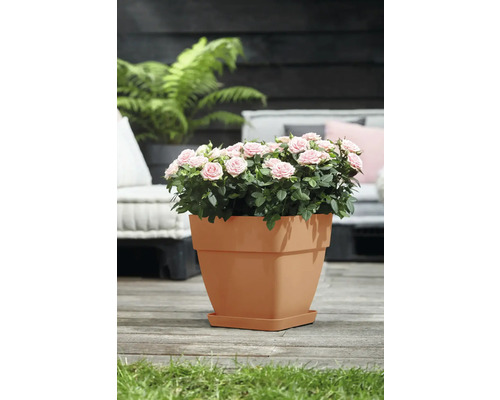 Miniatuurrozen in een plantenpot op een terras