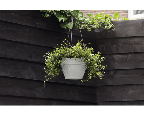 Hangpot met plant voor houten wand