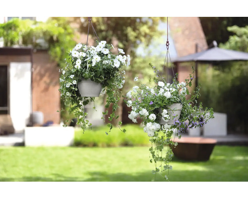 Twee hangende bloempotten met witte bloemen in de tuin.