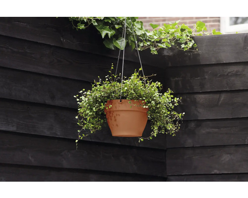 Hangplant in een pot voor een houten schutting