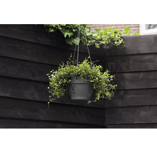 Hangpot met plant voor houten wand