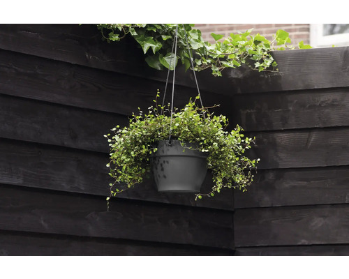 Hangpot met plant voor houten wand