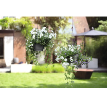 Twee hangende bloempotten met witte bloemen in de tuin.