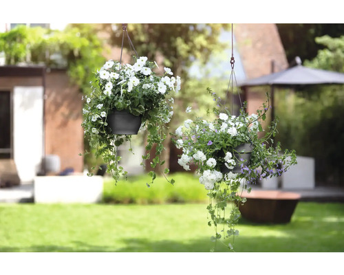 Twee hangende bloempotten met witte bloemen in de tuin.