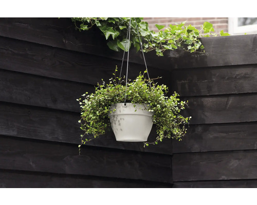 Hangplant in een pot voor een donkere houten muur