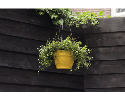 Hangende plantenmand met plant voor houten wand
