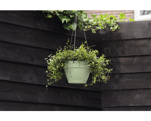 Hangplant met groene bladeren in een pot