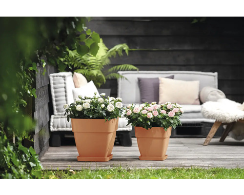 Twee vierkante plantenbakken met rozen op een houten terras