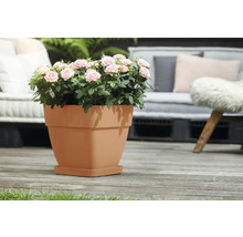 Pot met rozen op een terras