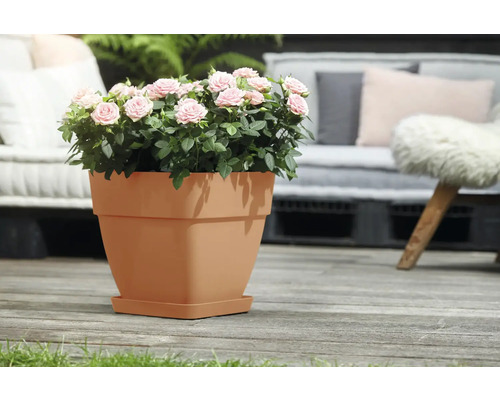 Pot met rozen op een terras