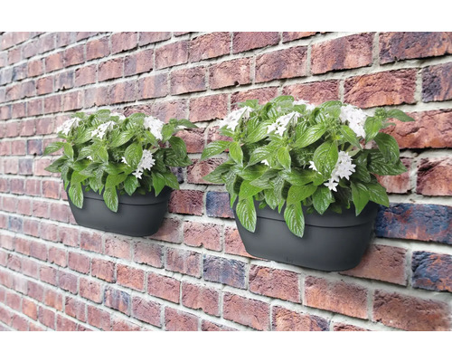 Twee antracietkleurige wandbloembakken met witte bloemen en groene bladeren aan een bakstenen muur.