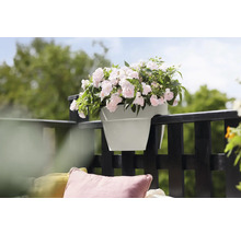 Bloempot met roze bloemen, bevestigd aan een balkonreling