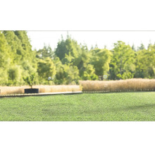 Groen gazon in de tuin met bomen en zeepbellen