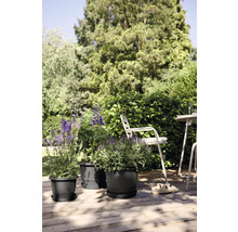 Scene met drie beplante bloempotten op een houten terras in de tuin.