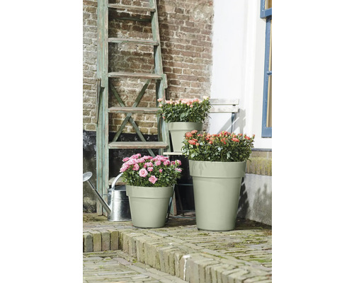 Scene met drie bloempotten met rozenplanten en een ladder