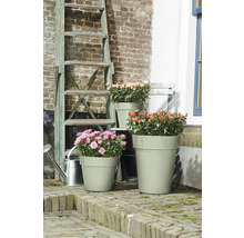 Drie plantenbakken met rozenplanten in de tuin, ladder en gieter op de achtergrond.