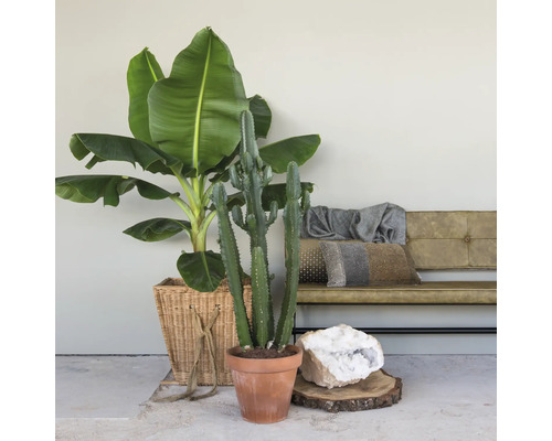 Interieur met bananenplant in mand, cactus in pot, kristal en bank