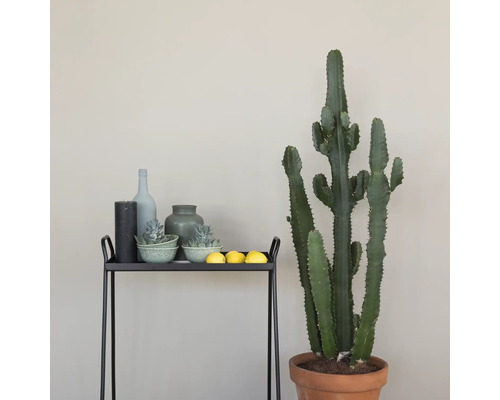 Decoratieve interieurscène met cactus, kaars, fles, vazen, vetplanten, citroenen en een serveerwagen