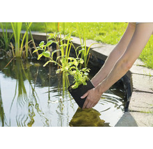 Persoon plant waterplant in een tuinvijver