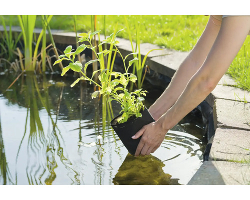 Persoon plant waterplant in een tuinvijver