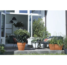 Terras met planten in plantenbakken, zitplaatsen en een open toegang tot het huis.