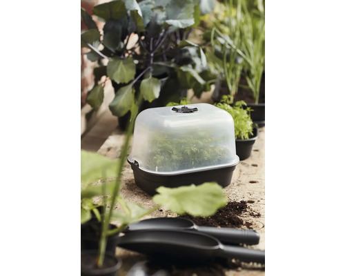 Kweekbak met planten op een tuintafel