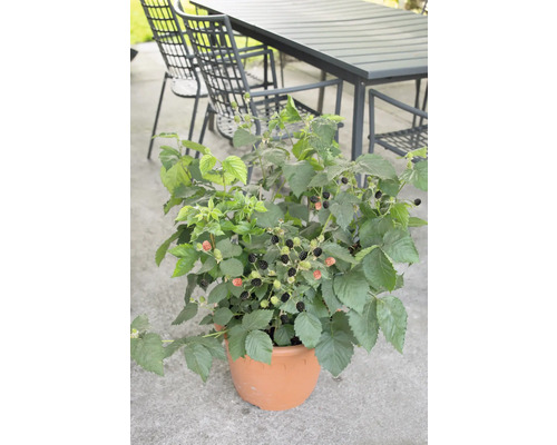 Braambessenplant in pot met rijpe en onrijpe vruchten