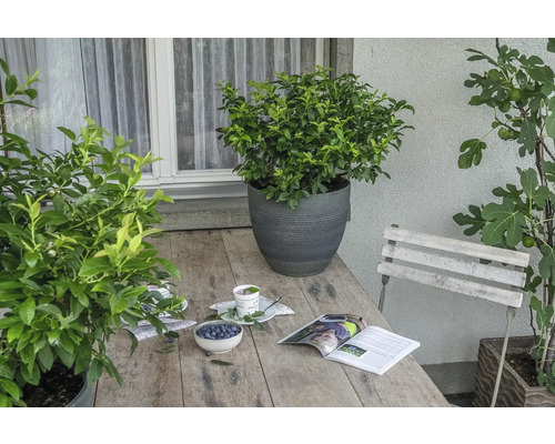Tuinscene met houten tafel, beplante potten, tijdschrift en schaal met bosbessen