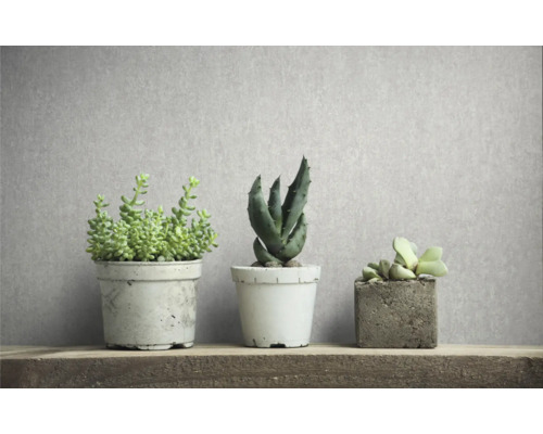 Drie vetplanten in potten op een houten plank