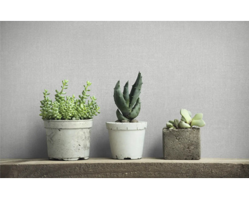 Drie kamerplanten in potten op een houten plank.