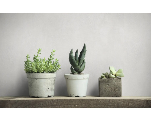 Drie vetplanten in potten op een plank