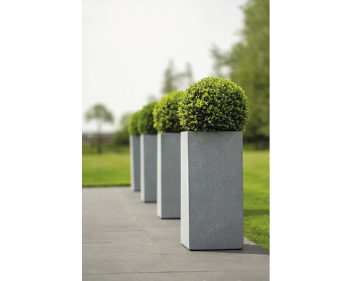 Rij grijze plantenbakken met ronde buxussen op een terras