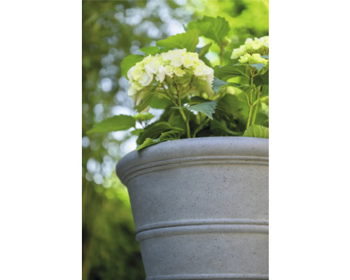 Hortensia in gestructureerde plantenbak