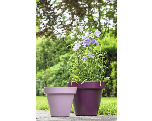 Bloemen in potten voor de tuin