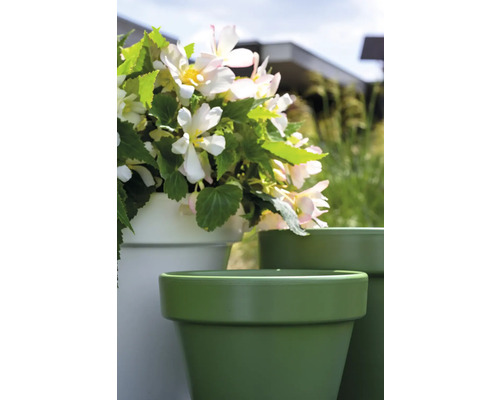 Begonia''s in plantenbakken in de tuin