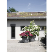 Twee grijze plantenbakken met rode en witte hortensia''s op een terras.