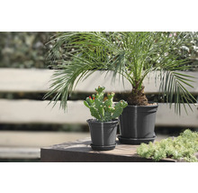 GELI Pot antraciet Ø 32 cm