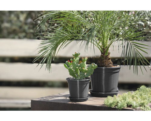 Twee potplanten, een dadelpalm en een cactus, staan op een oppervlak.