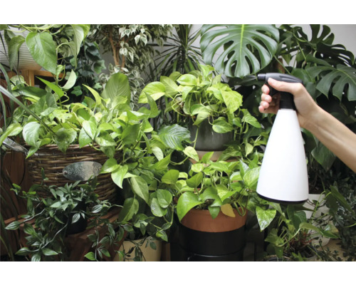 Een hand houdt een plantenspuit vast voor verschillende kamerplanten.