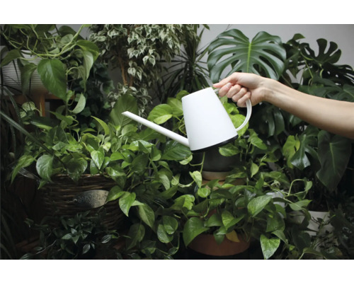 Een persoon geeft kamerplanten water met een witte gieter.