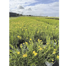 Veld met geel bloeiende sint-janskruidplanten.