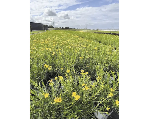 Veld met geel bloeiende sint-janskruidplanten.