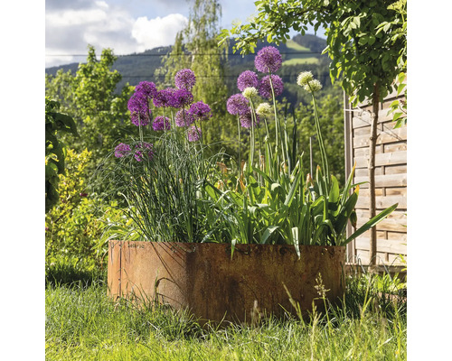 Metalen plantenbak met bloeiende sieruien in de tuin