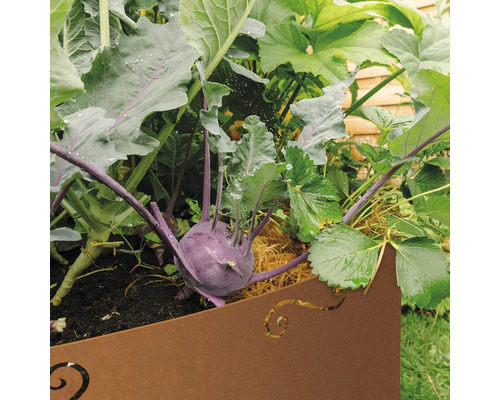 Close-up van paarse koolraap en aardbeien in een plantenbak.