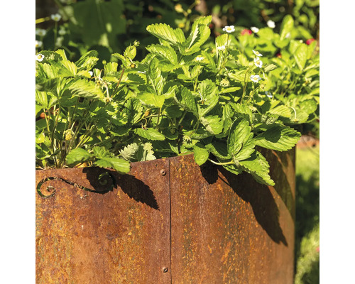 Aardbeien in een metalen plantenbak