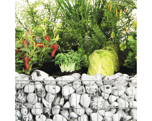 Gabionen plantenbak met groenten en planten