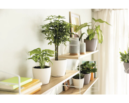 Decoratieve plank met kamerplanten in potten en boeken