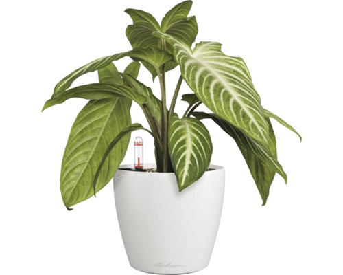 Kamerplant in witte pot met waterniveau-indicator